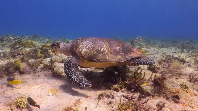 Tortuga carey (eretmochelys imbricata) movi&eacute;ndose suavemente sobre el arrecife
