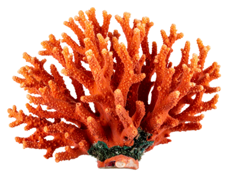 Coral reef fragment, isolated transparent background.