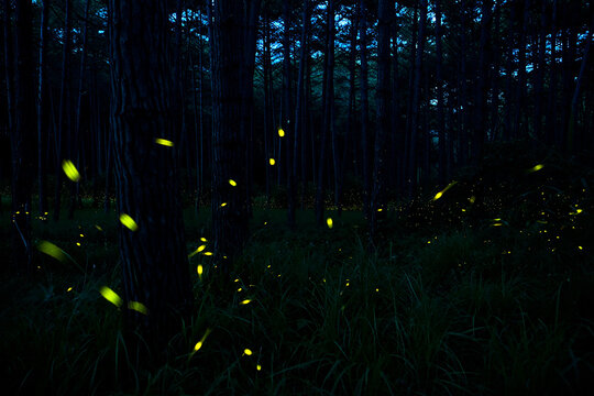 Abstract colorful green background with stars and nature-inspired textures - Powered by Adobe