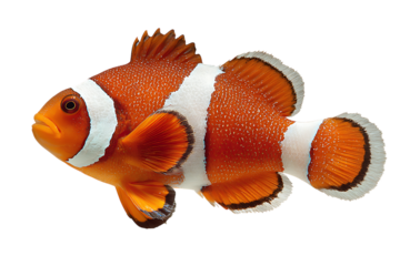 Vibrant orange and white clownfish swimming in the ocean isolated on transparent background