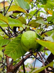 Green guava on tree, A close-up shot of a fresh, green guava fruit on a tree branch with leaves.