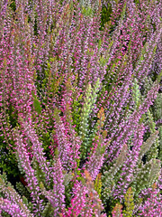 Heather flowers, Calluna vulgaris, Erica arborae, mauve lavendar shades and pink, display on a...