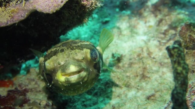 Pez globo (diodon holocanthus) 