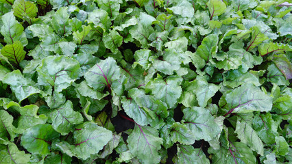 beet tops in the garden