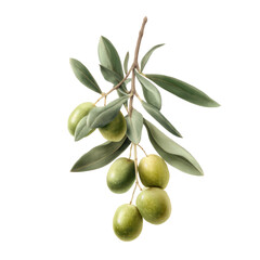 Olive Branch with Green Olives, Isolated on White