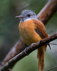 Gray-hooded Attila (Attila rufus) Capitão-de-saíra