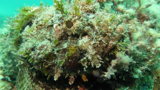 Pez escorpi&oacute;n (scorpaena plumieri) primer plano de un pez escorpi&oacute;n 