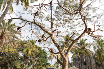 China sanya monkeys in a tree
