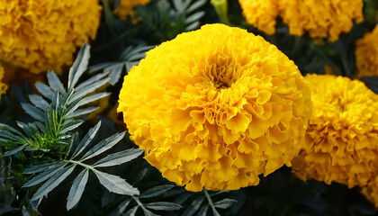 close up yellow marigold tagetes erecta flowers mexican aztec or african marigold yellow marigold flower texture french marigold tagetes patula flower