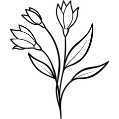 Black Line Art Freesia Flowers Realistic Botanical Sketch