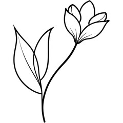 Black Line Art Freesia Flower with Leaves Realistic Botanical Drawing