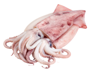Ocean's Delicacy: A fresh, raw squid displays its unique anatomy and intricate textures. showcasing the beauty of the deep, and the potential for culinary creations.