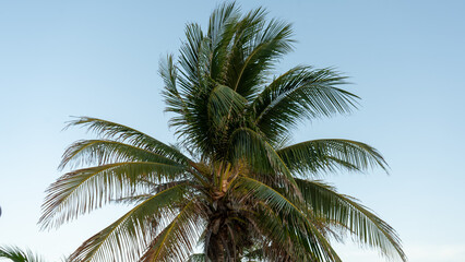 Palm trees leaves moving by the wind in tropical Mexico