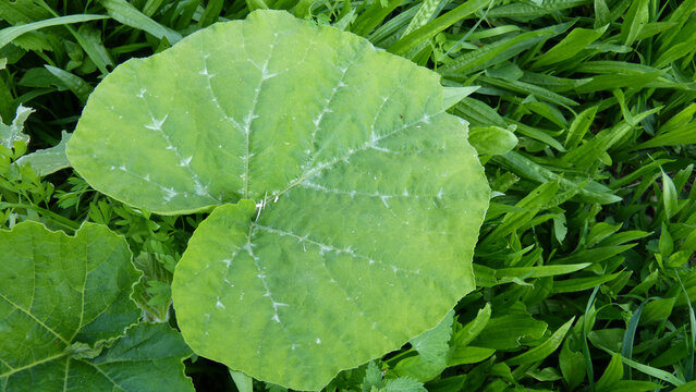 Feuille de courge (plante) dans l'herbe