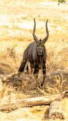 Male Nyala with Spiral Horns Walking Through Dry Grassland