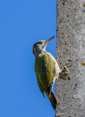 A green woodpecker Picus viridis perched on a pole