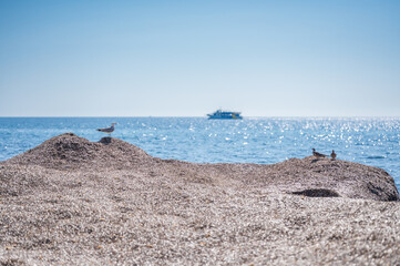 Seagull sitting on the ground with island in the back in Cala Millor - Mallorca watching catamaran in the distance