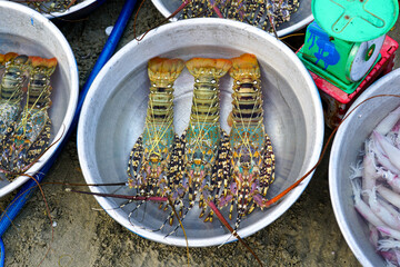 Fresh lobsters on display in metal bowl at a Vietnamese seaside market, ready for weighing and sale