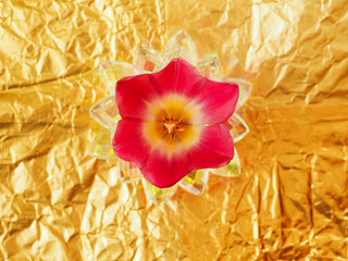 A red flower with yellow petals sits in a clear vase on a gold background. The flower is the main...