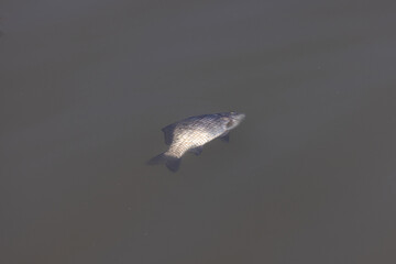 A dead fish on the surface of the water