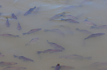 A group of Carassius gibelio fish swimming on the surface of the water
