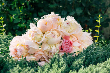 Fresh bouquet of pink and white peonies lying on green bushes in the garden


