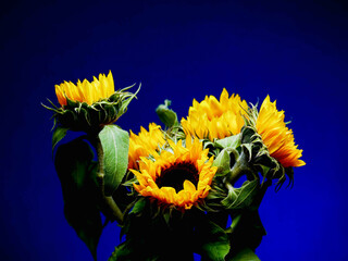 A bouquet of sunflowers with green leaves. The flowers are yellow and have a bright, cheerful appearance. The arrangement is full and lively, giving off a sense of warmth and happiness. 