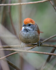 Rufous-capped Spinetail (Synallaxis ruficapilla) Pichororé