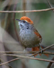 Rufous-capped Spinetail (Synallaxis ruficapilla) Pichororé