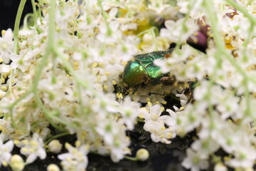 golden beetles feeding on flower pollen Cetonia aurata golden scarab beetle