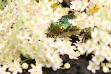 golden beetles feeding on flower pollen Cetonia aurata golden scarab beetle