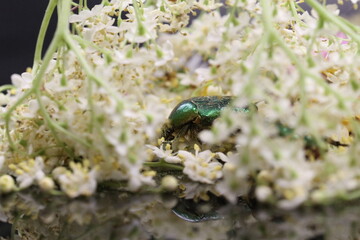 golden beetles feeding on flower pollen Cetonia aurata golden scarab beetle