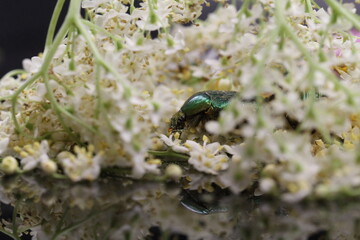 golden beetles feeding on flower pollen Cetonia aurata golden scarab beetle