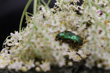 golden beetles feeding on flower pollen Cetonia aurata golden scarab beetle