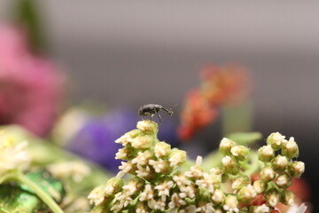 golden beetles feeding on flower pollen Cetonia aurata golden scarab beetle
