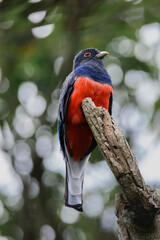 Surucua Trogon (Trogon surrucura) Surucuá-variado