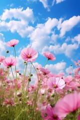 Obraz premium Pink flowers in a field on the background of the sky