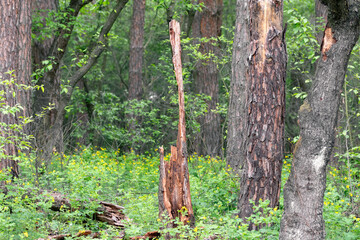 The remains of a broken tree trunk in a dense forest
