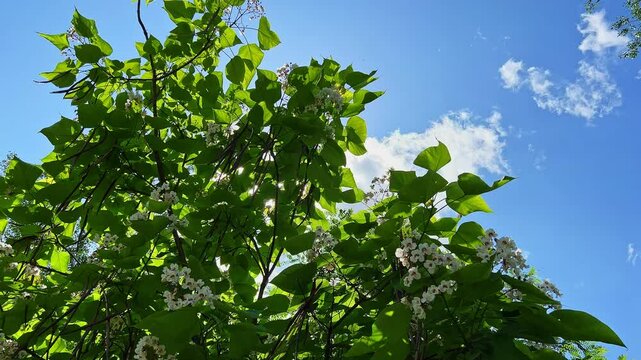 Panorama of green-leaved catalpa, with blossoms and old pods