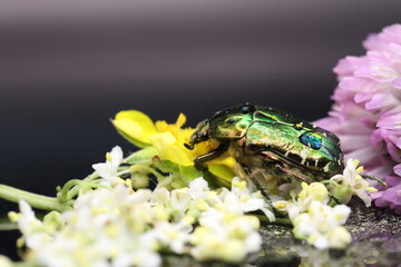 golden beetles feeding on flower pollen Cetonia aurata golden scarab beetle