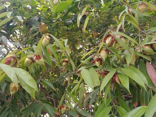 Mesua ferrea tree and its flowers bud or seeds. Nagkesar plant branches, leaves, flowers bud and seeds. Ironwood tree in nature. 
