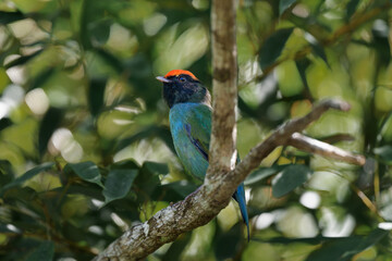 Swallow-tailed Manakin (Chiroxiphia caudata) Tangará