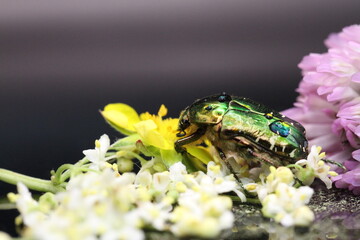 golden beetles feeding on flower pollen Cetonia aurata golden scarab beetle