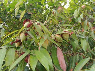 Mesua ferrea tree and its flowers bud or seeds. Nagkesar plant branches, leaves, flowers bud and seeds. Ironwood tree in nature. 