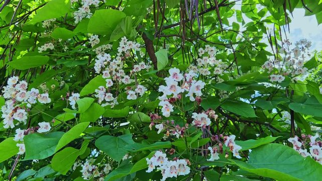 Panorama of flowering catalpa with fresh leaves and dried pods