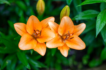 orange lily in the garden