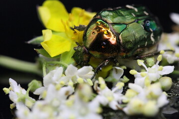 golden beetles feeding on flower pollen Cetonia aurata golden scarab beetle