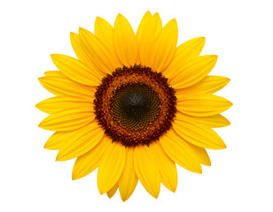 Naklejka premium Vibrant Yellow Sunflower Bloom on a Black Background