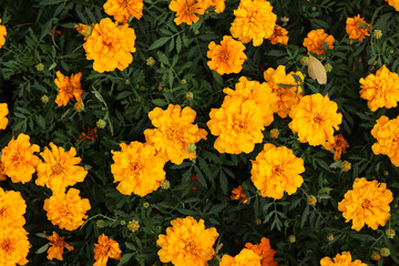 Flowers Marigolds (Tagetes), top view. Beautiful bright orange-yellow flowers. Floral background. Top view of bright marigold flowers in full bloom. Flowers with lush green foliage. Summer garden