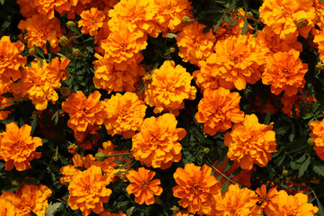 Flowers Marigolds (Tagetes), top view. Beautiful bright orange-yellow flowers. Floral background. Top view of bright marigold flowers in full bloom. Flowers with lush green foliage. Summer garden